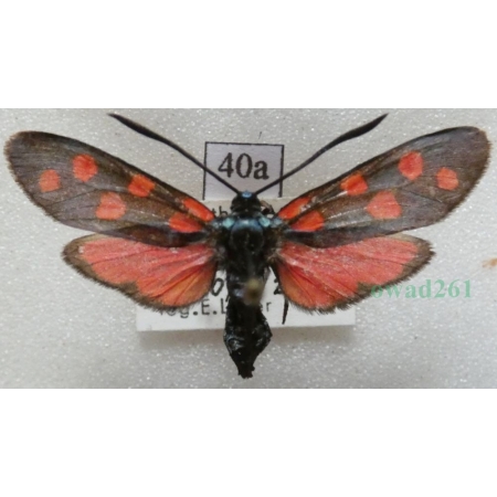 Zygaena transalpina (Esper, 1780) Kraśnik transalpejski Deutschland40a